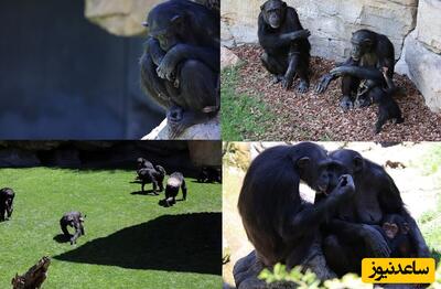 (ویدئو) شامپانزه‌ای که 3 ماه است نوزاد مرده خود را رها نمی‌کند