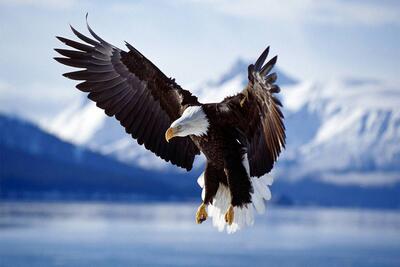 از جذابیت‌های حیات وحش؛ عقاب تیزپا صد سالش شده مثل قرقی پرواز میکنه شکار پیدا کنه