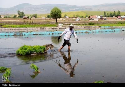 فصل نشاکاری در منطقه دودانگه- عکس صفحه استان تسنیم | Tasnim