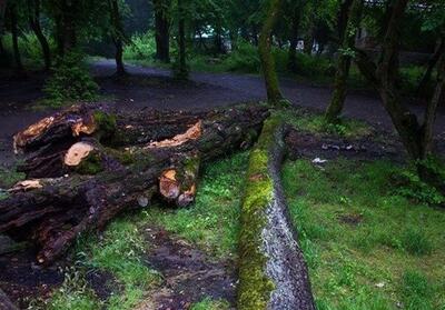 وجود 115 هزار متر مربع درخت‌ شکسته و افتاده در جنگل‌های کشور - تسنیم