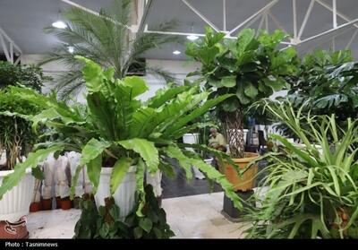 برپایی هجدهمین نمایشگاه تخصصی گل و گیاهان دارویی در قزوین - تسنیم