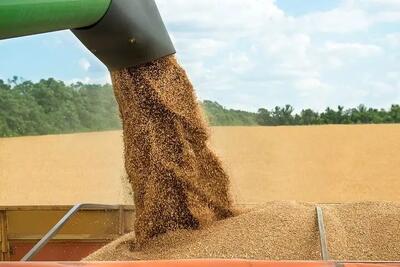 خرید بیش از ۸۵۰ هزار تن گندم از کشاورزان