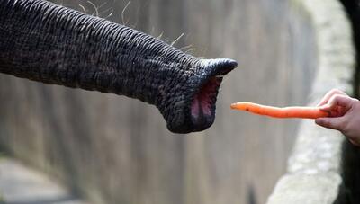 با مهم ترین انگشت فیل آشنا شوید! (فیلم)