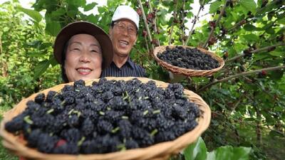 مزرعه و برداشت میوه توت آسیایی / مراحل فرآوری توت سیاه!