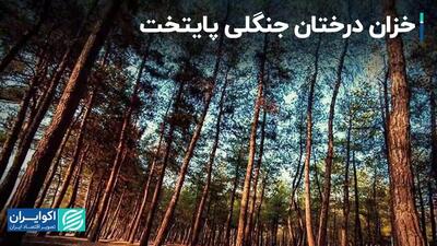 خشکی و آفت‌زدگی درختان پارک‌های جنگلی تهران