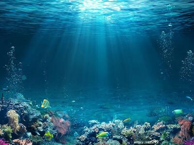 ببینید/ تصاویری شگفت انگیز از اعماق اقیانوس