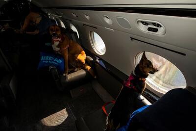 (ویدئو) سفر هوایی لاکچری برای سگ‌ها با Bark Air؛ بلیط‌ از چه قیمتی شروع می‌شود ؟