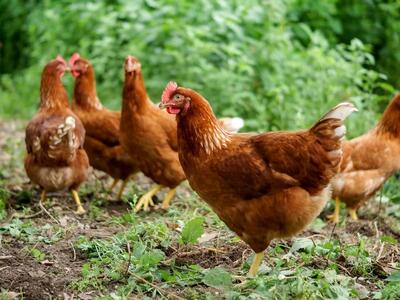 حملۀ عجیب صد «مرغ» به یک روستا در انگلستان