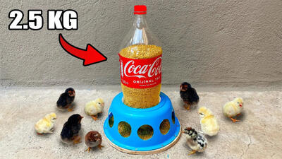 (ویدئو) یک ایده جالب برای ساخت دانخوری مرغ با تشت و بطری نوشابه