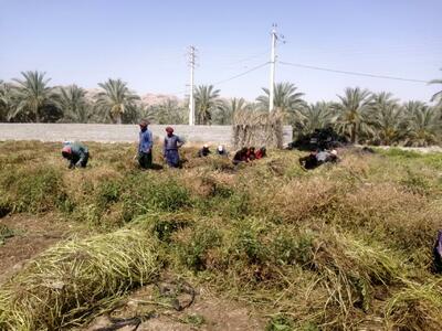 برداشت عدس تلخ از مزارع کازرون