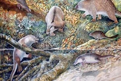 فسیل ۱۰۰ میلیون ساله یک پستاندار تخم‌گذار در استرالیا کشف شد