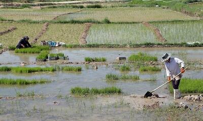لزوم ایجاد زیرساخت‌های تامین آب برای کشت دوم اراضی مازندران