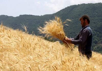 تولید یک میلیون و ۲۰۰ هزار گندم در گلستان / مراکز متخلف اجازه خرید ندارند