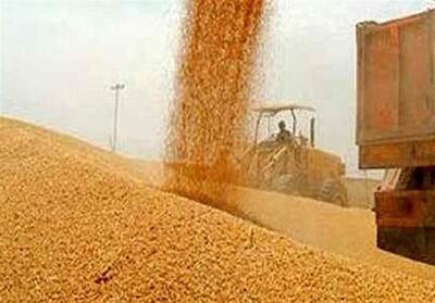 پایان کار برداشت گندم از مزارع خرمشهر - تسنیم