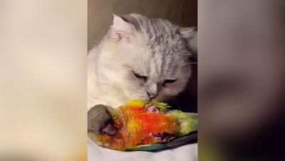 رابطه‌ای عجیب اما دوست‌داشتنی: گربه و طوطی در حال نظافت! (فیلم)