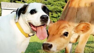 یک دوستی متفاوت: بازیگوشی گوساله و سگ! (فیلم)