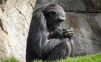 شامپانزه‌ای که ۳ ماه است نوزاد مرده خود را رها نمی‌کند (فیلم)