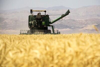 تولید گندم ایران امسال به ۱۴.۵ میلیون تن خواهد رسید