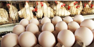تغییر در صادرات مرغ و تخم‌مرغ به عراق با شروع فصل گرم