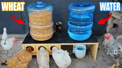 (ویدئو) یک روش ساده برای ساخت دانخوری مرغ با چوب و بطری بزرگ آب