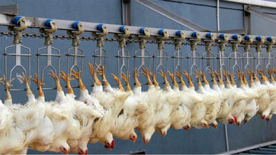 (ویدئو) کارخانه فرآوری شگفت انگیز مرغ و تخم مرغ در چین