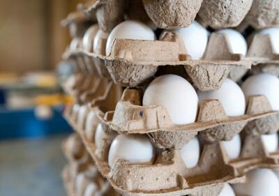قیمت جدید تخم مرغ در بازار / یک بسته ۱۵ عددی ۱۲۶ هزار تومان!