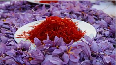 کاهش ۱۲ تا ۱۵ درصدی فروش زعفران/ خطر فراموشی زعفران ایران در بازارهای جهانی