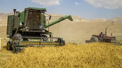پیش بینی تولید ۱۴.۵ میلیون تن گندم/ ایران در جایگاه ۱۱ دنیا
