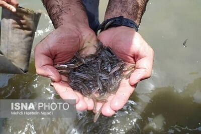 رهاسازی بیش از  ۲۲۰۰ قطعه  بچه ماهی گرمابی در تالاب و سدهای کبودراهنگ