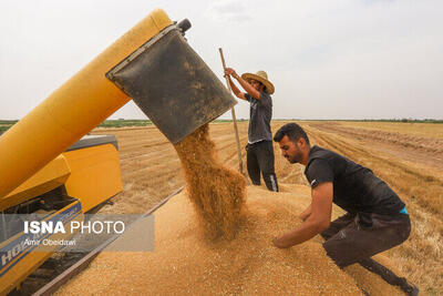 تحویل ۳۱۴ محموله گندم به مراکز خرید تضمینی استان سمنان