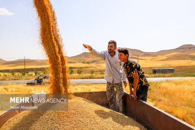 مطالبات گندمکاران خوزستانی به زودی پرداخت می شود