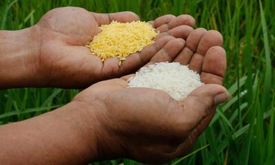 دعوا بر سر «برنج طلایی»