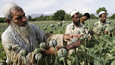 رشد تجارت صنعت مت‌آمفتامین تجارتی سودآور برای طالبان در تحریم است