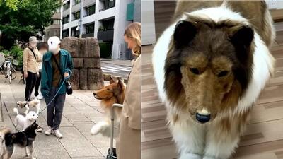 مرد ژاپنی که خود را شبیه سگ ها کرده بود می خواهد حیوان دیگری شود! + ویدیو