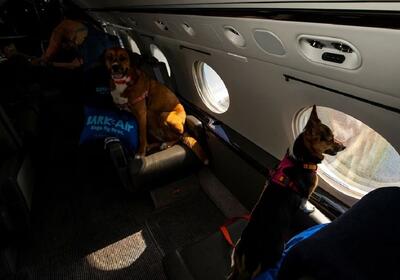 نمایی از اولین سفر هوایی لاکچری برای سگ‌ها | رویداد24
