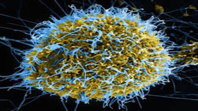 ویروس ابولا برای مقابله با آن شبیه‌سازی شد
