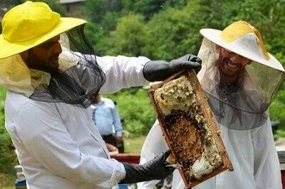 کام زنبورداران تلخ شد / عسل گران می شود؟