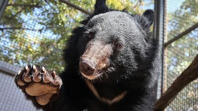 (ویدئو) نگهداری خرس سیاه بلوچی در یک قفس با شیر و سگ در باغ‌وحش سیرجان
