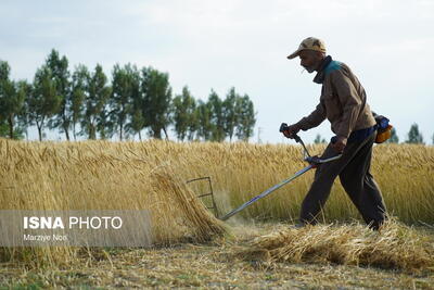 کشاورزان از برداشت گندم با رطوبت بالای ۱۲ درصد خودداری کنند