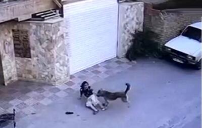 سگ ولگرد دختر بچه نکایی را مجروح کرد/ ویدئو