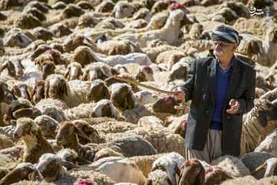 عکس/ پشم چینی گوسفندان عشایر