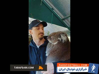 زلاتان ابراهیموویچ و در آغوش گرفتن یک کوآلا / فیلم - پارس فوتبال | خبرگزاری فوتبال ایران | ParsFootball