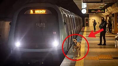 این سگ هر روز سوار مترو می شد/ شخصی او را دنبال کرد، و متوجه موضوع دردناکی شد و به پلیس زنگ زد ...