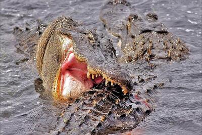 دیدنی های راز بقا؛ کروکودیل خبیث اومد تمساح گاز بزنه دندونش گیر کرد لای پوستش
