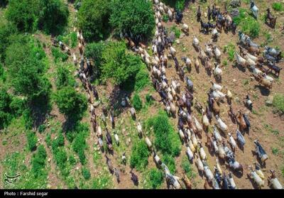 نخستین آیین قرق شکنی مراتع ییلاقی کلاردشت- عکس صفحه استان تسنیم | Tasnim