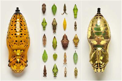 تصاویر ماکرو تماشایی از طرح‌های متنوع شفیره پروانه‌‌ها - زومیت
