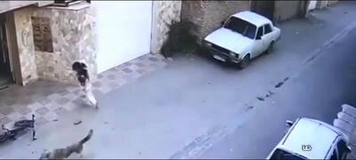 تصاویری از حمله سگ ولگرد به دختر بچه در نکا مازندران (فیلم)