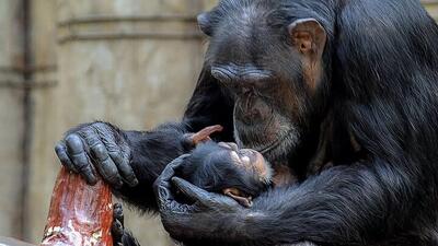 شامپانزه عزاداری که 3 ماه است نوزاد مرده خود را رها نمی کند!