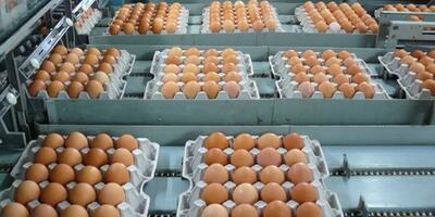 ممنوعیت صادرات تخم‌مرغ به عراق تکذیب شد | اقتصاد24