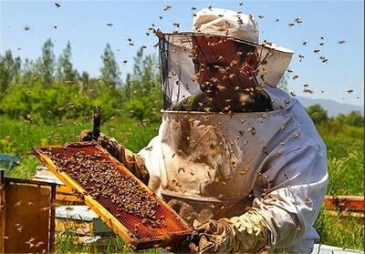 1100 تن عسل سال گذشته در استان مرکزی تولید شد